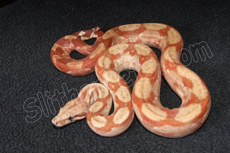 2023 C. B. Sunglow Red Tail Boa (#3408-F) - Click Image to Close