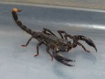 Malaysian Forest Scorpion (#3408-U)