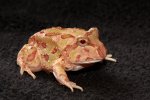 2024 C. B. Apricot Pac Man Frogs (#1502-U)