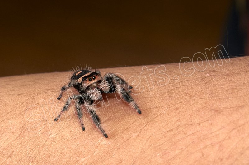 2023 C. B. Regal Jumping Spider (#10314-F) - Click Image to Close