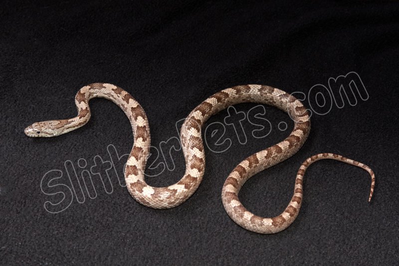 2023 C. B. Gray Rat Snake (#2207-M) - Click Image to Close