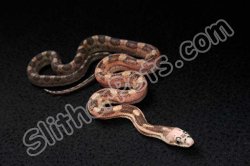 2022 C. B. Scaleless Black Rat Snake (#2412-M)