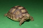 2024 C. B. Sulcatta Tortoises (#10218-U)