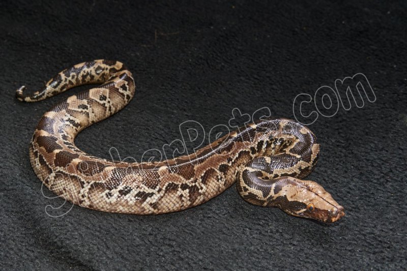 2024 C. B. Sumatran Short Tail (Black Blood) Python (#3512-F) - Click Image to Close