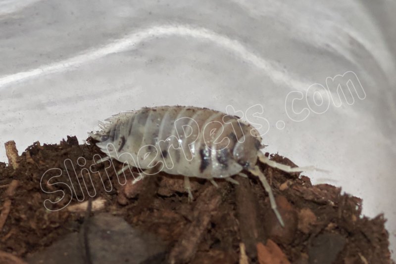 Dairy Cow Isopods - Click Image to Close