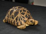 2016 C. B. Burmese Star Tortoise (#7119-M)