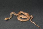 2022 C. B. San Diego Gopher Snake (#4503-M)