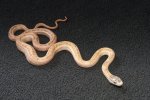 2022 C. B. Calico Black Rat Snake (#10303-F)