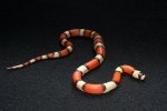 2022 C. B. Crazy Line Hypo Honduran Milk Snake (#3109-F)