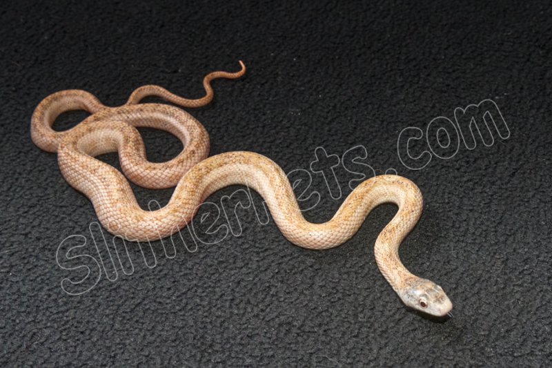 2022 C. B. Calico Black Rat Snake (#10303-F) - Click Image to Close