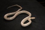 2017 C. B. Anery Motley Corn Snake (#1209-M)