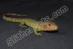 LTC Caiman Lizard (#3104-U)