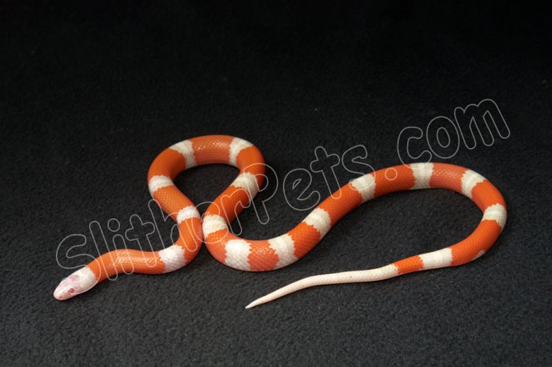 2022 C. B. Albino Sinaloan Milk Snake (#3216-F) - Click Image to Close