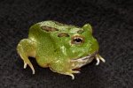 2024 C. B. Green Apple Pac Man Frogs (#1503-U)