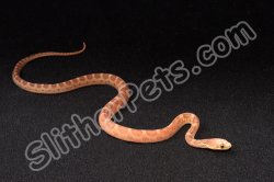 2023 C. B. Scaleless Texas Rat Snake (#2210-M)