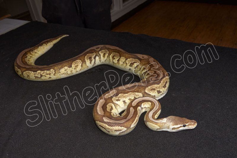 2020 C. B. Pewter Fire Ball Python (#3209-F) - Click Image to Close