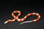 2022 C. B. Albino Sinaloan Milk Snake (#3216-F)