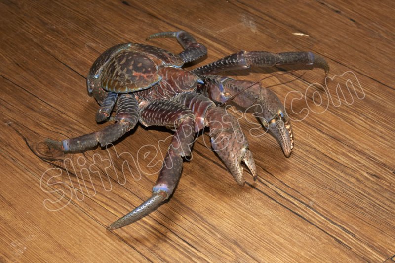 LTC Coconut Crabs (#6321-U) - Click Image to Close