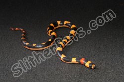 2023 C. B. Red Neck Pueblan Milk Snake (#8503-F)