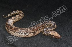 2024 C. B. Sumatran Short Tail (Black Blood) Python (#3512-F)