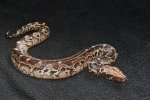 2024 C. B. Sumatran Short Tail (Black Blood) Python (#3512-F)