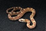 2022 C. B. Scaleless Texas Black Rat Snake (#2101-M)