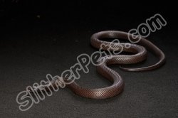2020 C. B. Mexican Black King Snake (#9215-M)