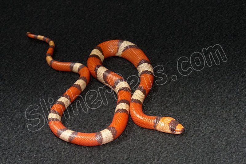 2022 C. B. Crazy Line Tri Color Honduran Milk Snake (#3212-M) - Click Image to Close