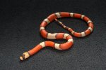 2022 C. B. Hypo Honduran Milk Snake (#3108-M)