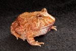 2024 C. B. Strawberry Pac Man Frogs (#1505-U)