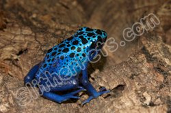 2024 C. B. Azureus Poison Dart Frogs (#1506-U)