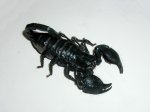LTC Emperor Scorpions (#9311-MF)