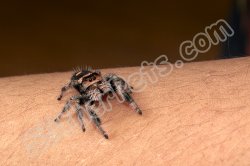2023 C. B. Regal Jumping Spider (#10314-F)
