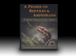 A Primer on Reptiles & Amphibians
