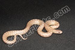 2023 C. B. Lavender Florida King Snake (#4205-F)