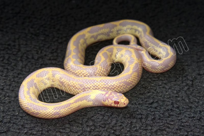2023 C. B. Albino California King Snake (#4202-F) - Click Image to Close