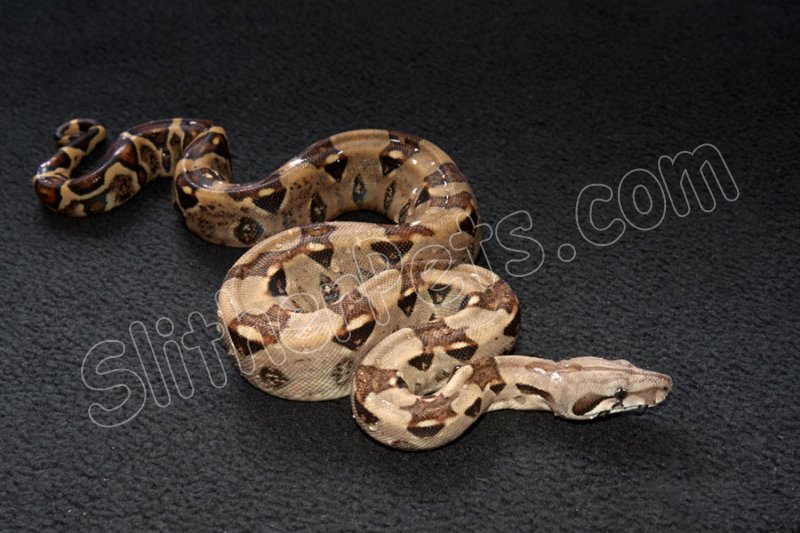 2023 C. B. Colombian Red Tail Boa (#3415-F) - Click Image to Close