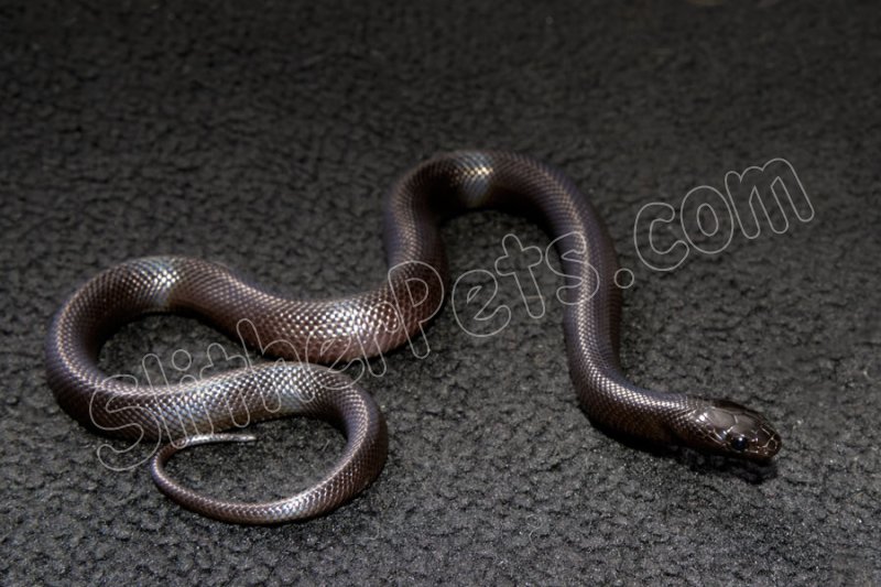 2023 C. B. Mexican Black King Snake (#4204-F) - Click Image to Close