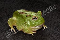 2024 C. B. Green Apple Pac Man Frogs (#1503-U)