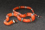 2023 C. B. Cosala Sinaloan Milk Snake (#9505-M)