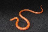 2023 C. B. Extreme Hypo Honduran Milk Snake (#3422-M)
