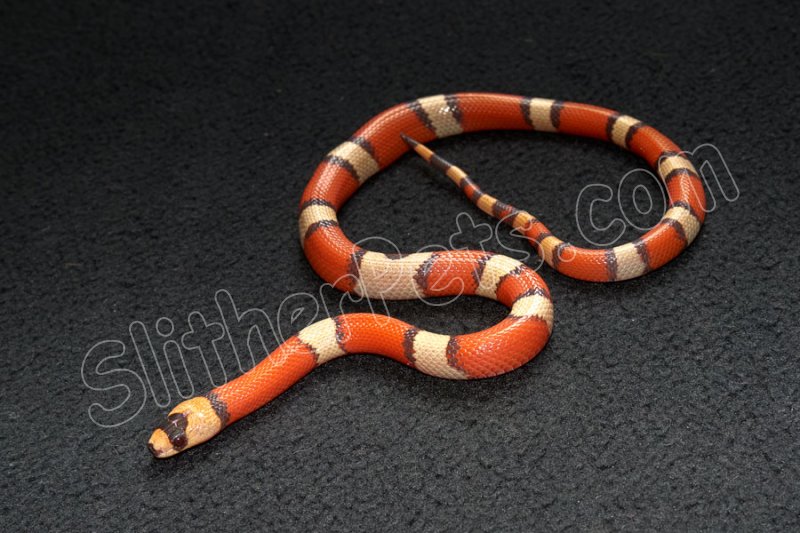 2022 C. B. Hypo Honduran Milk Snake (#3108-M) - Click Image to Close