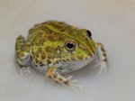 Pixie Frogs