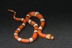 2022 C. B. Crazy Line Tri Color Honduran Milk Snake (#3212-M)