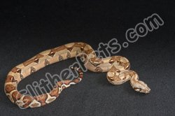 2023 C. B. Colombian Red Tail Boa (#3413-F)