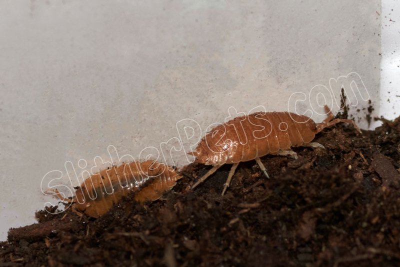 Orange Isopods (#6209-U) - Click Image to Close