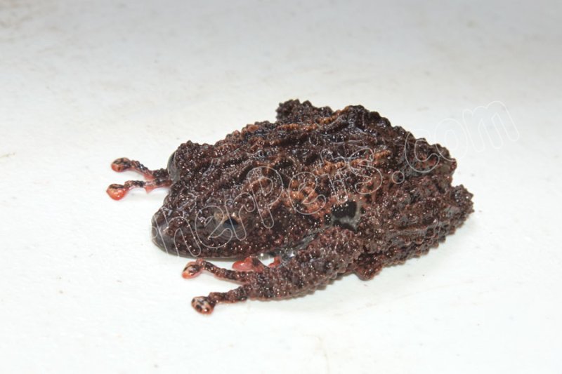 LTC Malay Bug Eyed Frogs (#3503-U) - Click Image to Close
