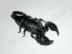 LTC Emperor Scorpions (#9311-MF)
