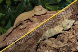 2024 C. B. Henkel’s Leaf Tail Gecko Pair (#3423-M&F)