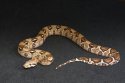 2023 C. B. Colombian Red Tail Boa (#3407-F)